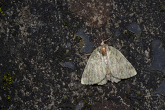 Dindica polyphaenaria