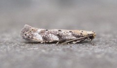 Coleotechnites coniferella