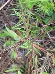 Ionactis repens