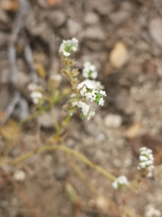 Cryptantha pterocarya purpusii