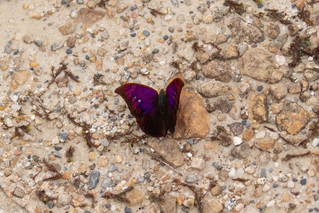 Polygrapha tyrianthina