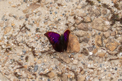 Fountainea tyrianthina