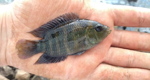 Paranaense Acara (Cichlasoma paranaense) · iNaturalist