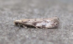 Coleotechnites coniferella