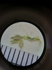 Cryptantha pterocarya purpusii