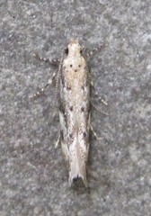 Coleotechnites coniferella