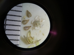 Cryptantha pterocarya purpusii