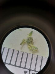 Cryptantha pterocarya purpusii