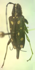 Sangaris multimaculata