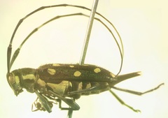 Sangaris multimaculata