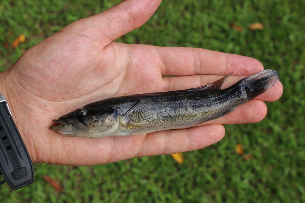 belly crawler pike cichlid