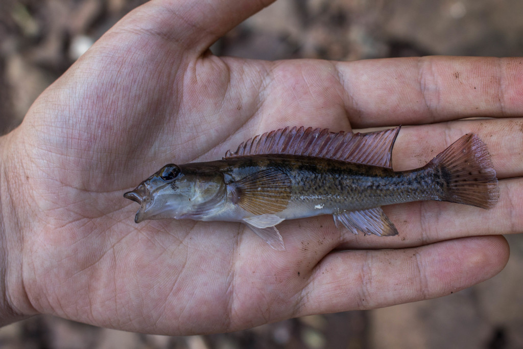 Pixy Pike Cichlid