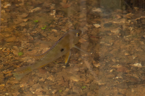 Redhump eartheater (Geophagus proximus) — Cichlidae — 3