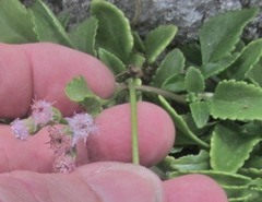 Ageratum maritimum