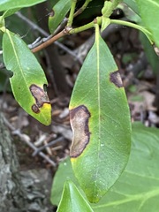Diaporthe kalmiae
