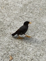 Acridotheres javanicus