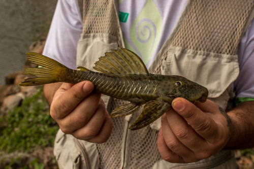 Speckled pleco (Hemiancistrus punctulatus) — Loricariidae — 2