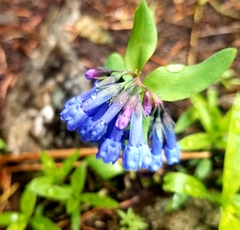 Mertensia oblongifolia