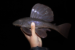 Hypostomus