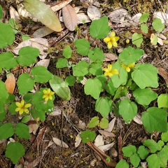 Vancouveria chrysantha
