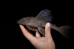 Hypostomus derbyi