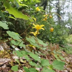 Vancouveria chrysantha