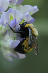 Bombus nevadensis