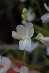 Collinsia linearis