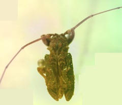 Macronemus asperulus