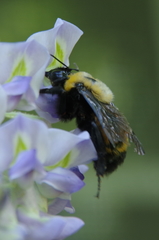Bombus nevadensis