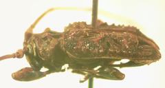 Macronemus asperulus