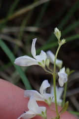 Collinsia linearis