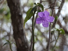 Ruellia breedlovei