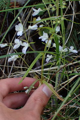 Collinsia linearis