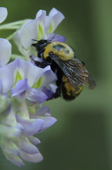 Bombus nevadensis
