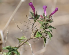 Ruellia inundata
