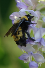 Bombus nevadensis