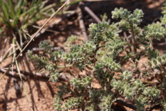 Cryptantha minima