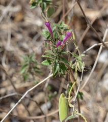 Ruellia inundata
