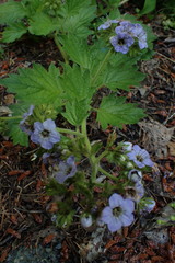 Phacelia bolanderi