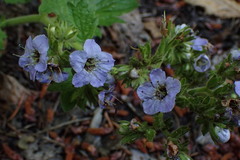 Phacelia bolanderi