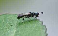 Crossocerus