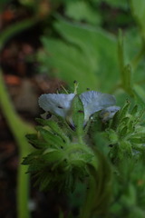 Phacelia bolanderi