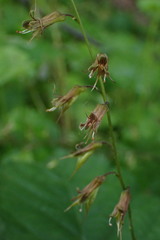 Tolmiea diplomenziesii