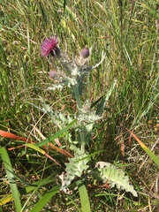 Cirsium douglasii douglasii