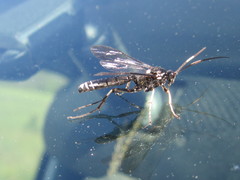 Eutanyacra