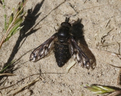 Conophorus fenestratus