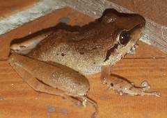 Pristimantis achatinus