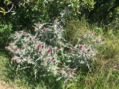 Cirsium douglasii douglasii