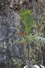 Chamaedorea radicalis